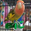 Peach-faced lovebird -1