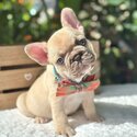 French bulldog puppies  WhatsApp: +60102795317-1