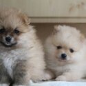 Pomeranian Puppies Available-2