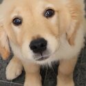 Friendly Golden Retriever-1