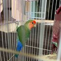 Peach-Faced lovebirds-1