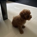 Male Maltipoo -0