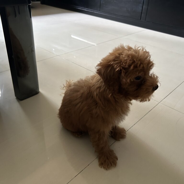 Male Maltipoo 