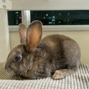 Rabbit for adoption-0