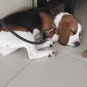 6 Months Tri Coloured imported Irish Beagle-4