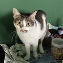 Tabby cat seeks new home-1