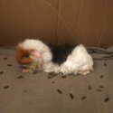 Giving away two guinea pigs-1