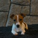 Miniature Jack Russell Terrier-0