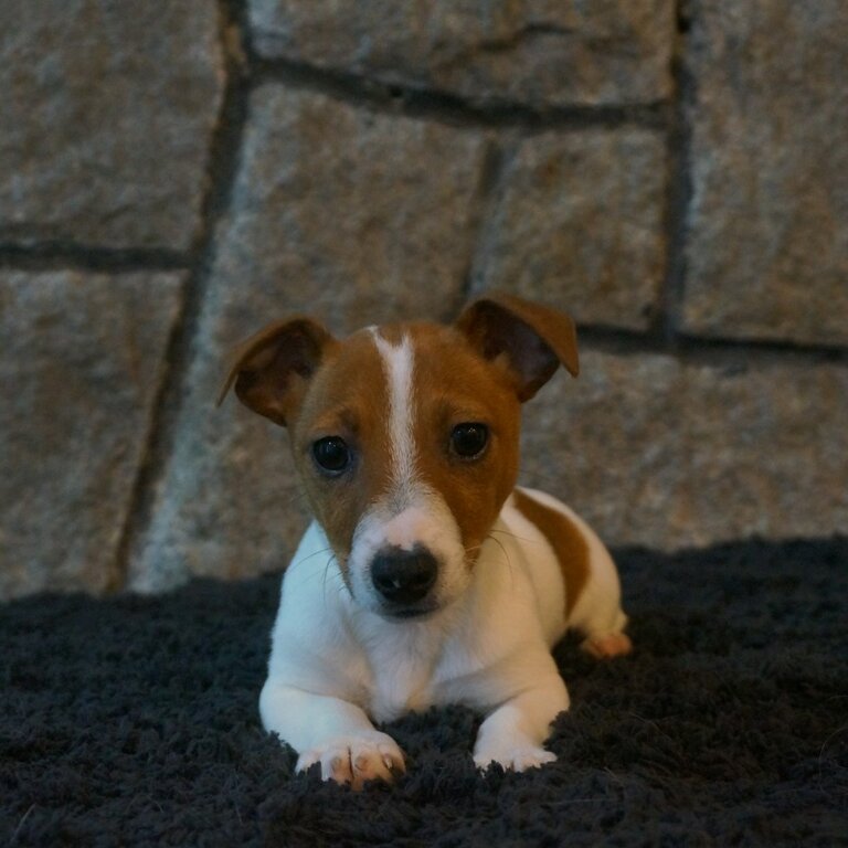 Miniature Jack Russell Terrier