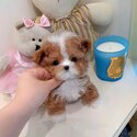 Adorable Maltipoo Puppies for sale