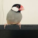 Java Sparrow for sale-3