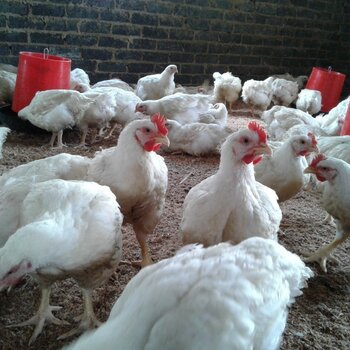   Live Chicken for sale all species  chicks, Egg layer Hens, 