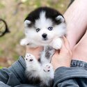 Blue Eyes Korean Imported Pomsky Puppies-0