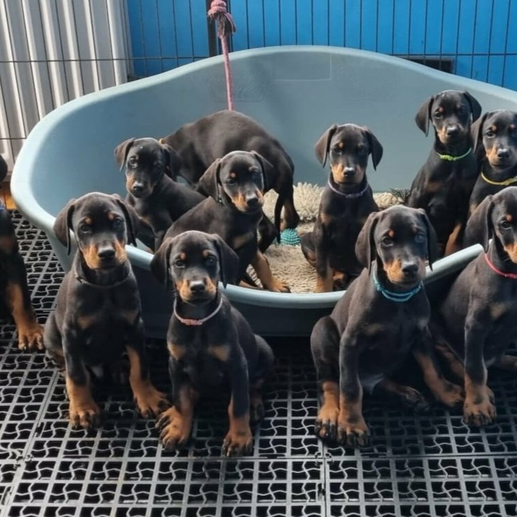 Stunning European Dobermann Puppies Ready For A New Home.