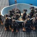 Stunning European Dobermann Puppies ready for a new home.-0