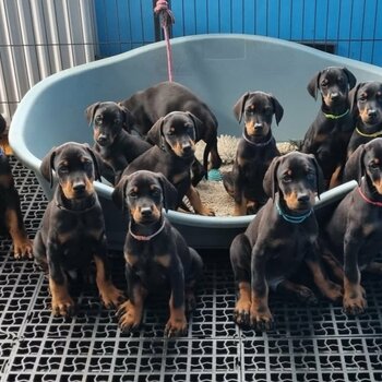 Stunning European Dobermann Puppies ready for a new home.