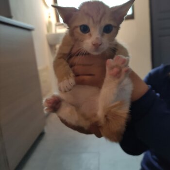 Ginger kitten for adoption