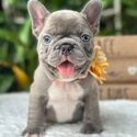 French bulldog puppies  WhatsApp: +60102795317-0