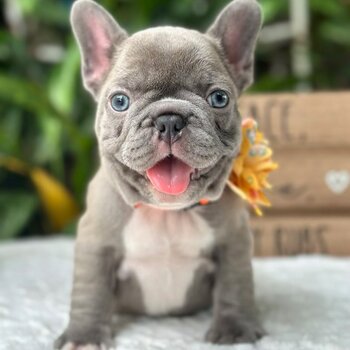 French bulldog puppies  WhatsApp: +60102795317