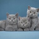 British Shorthair kittens for sale Singapore -0