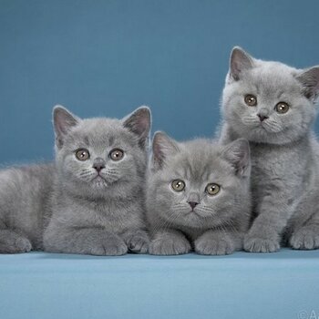 British Shorthair kittens for sale Singapore 