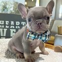 French bulldog puppies  WhatsApp: +60102795317