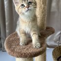 Gold/Silver British short hair kittens for adoption, very affectionate-1