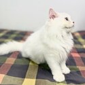 Pedigree British Long Hair Kitten Pure White Pink Paw Looking For New Home,-5