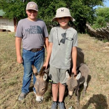 adorable donkeys available 