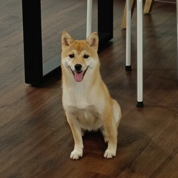 Mame Shiba