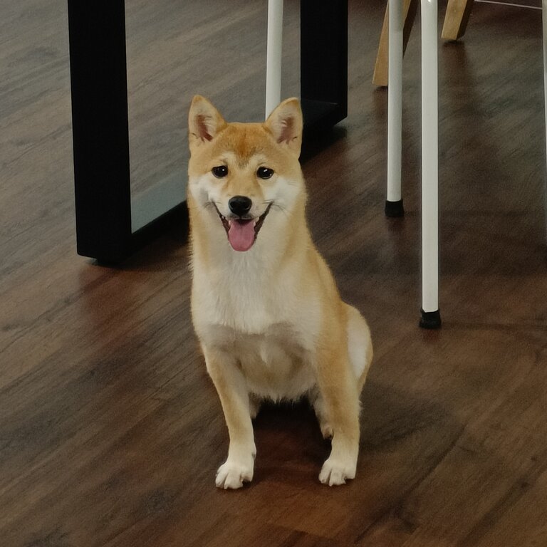 Mame Shiba