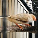 Male Zebra Finch for sale-1