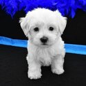 Maltese / golden Retriever Puppies for adoption for details email murbyjay@ gmail. com-2