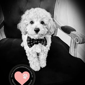Adorable Cavoodle/Cavapoo Puppies from Australia - DNA tested parents | Expression of interest