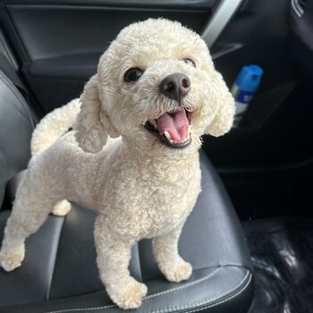Well trained toy poodle (2 years old)- Yishun