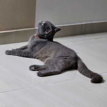 BSH looking for rehome