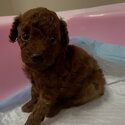 poodle toy female rehome -1