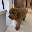 Cavoodle for sale-1