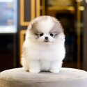 🌟 Cute Pomeranian Puppies for Sale – Purebred & Adorable! 🌟 WhatsApp: +60 11-2825 6530