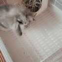 Lion head x lop bunny for sale!-3