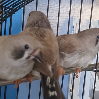 Male & Female Adult Zebra Finch(es) for Sale