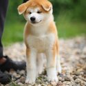 Shiba Inu Puppies for adoption -1