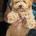 Puppy is a mixed breed, Cavapoochon. It's 3.5months old. -5