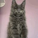 Maine Coon Kittens for Sale – Purebred & Adorable WhatsApp: +601128256530 