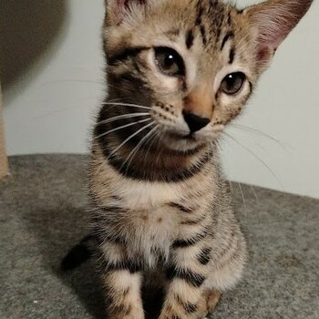 Male and Female Bengal Kittens for sale
