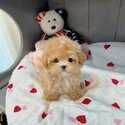 Adorable Maltipoo Puppies for sale