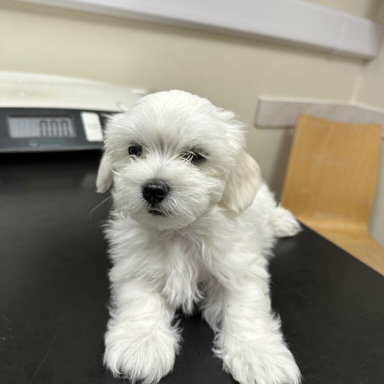 Pedigree Bichon Frise Puppies Ready now