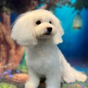 9 Month Old Female Maltese Puppy-2