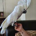 African grey And cockatoo Parrots for adoption male and female -2