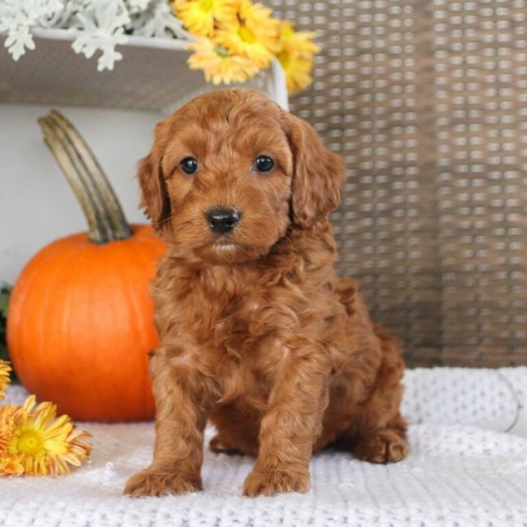 Toy Poodle puppies